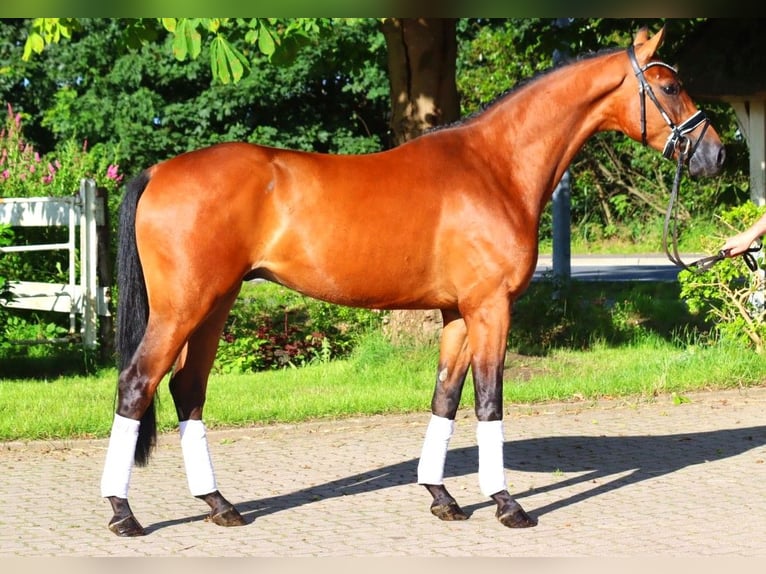 Hanoverian Gelding 3 years 16,1 hh Brown in Selsingen