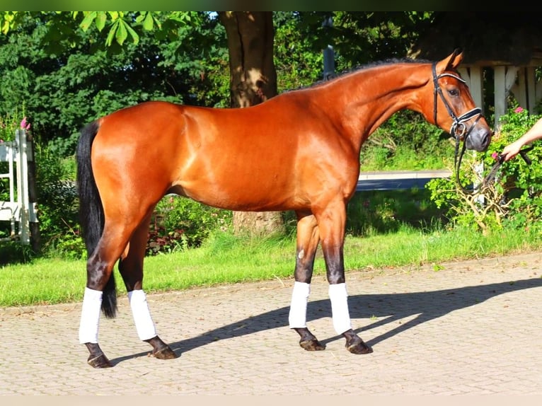 Hanoverian Gelding 3 years 16,1 hh Brown in Selsingen