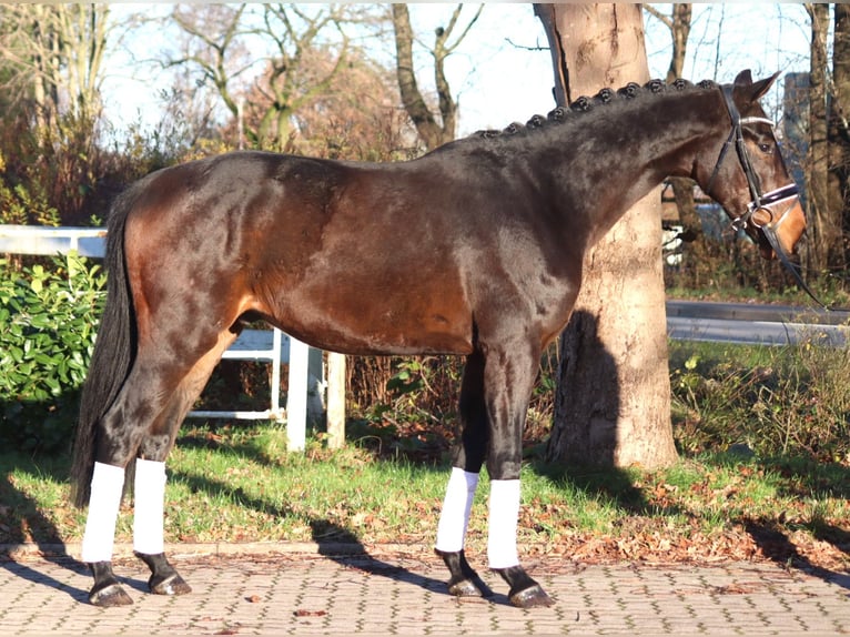 Hanoverian Gelding 3 years 16,1 hh Brown in Selsingen