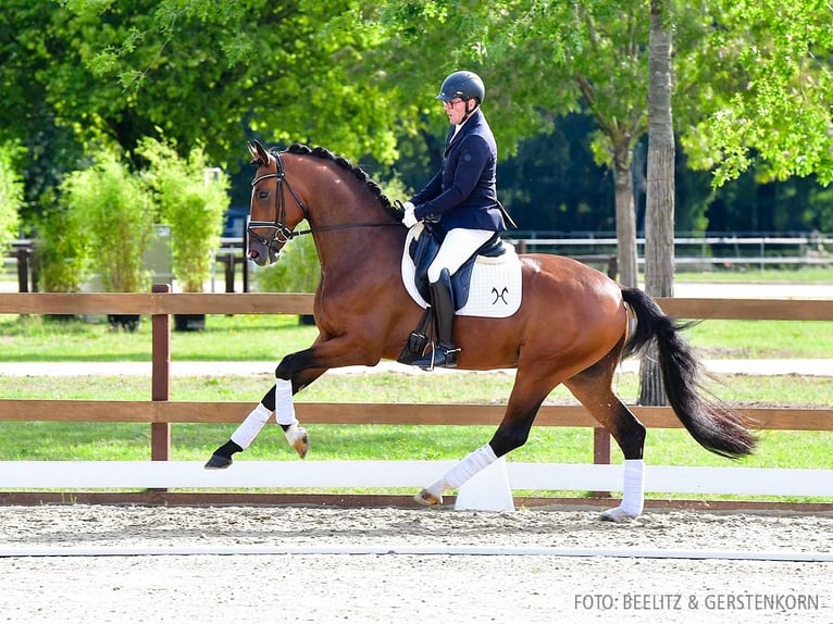 Hanoverian Gelding 3 years 16,1 hh Brown in Verden