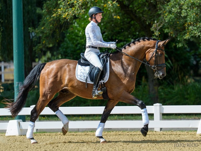 Hanoverian Gelding 3 years 16.1 hh Brown in Verden