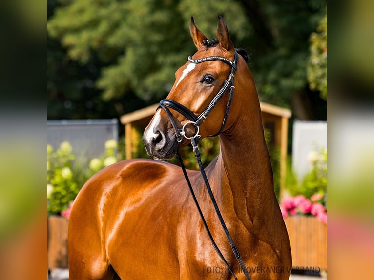 Hanoverian Gelding 3 years 16,1 hh Brown in Verden