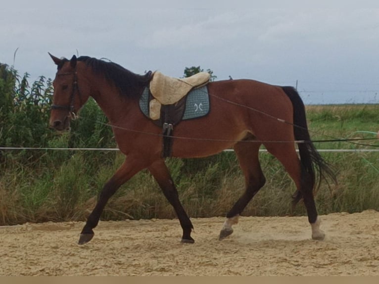 Hanoverian Gelding 3 years 16.1 hh Brown in Gleichen