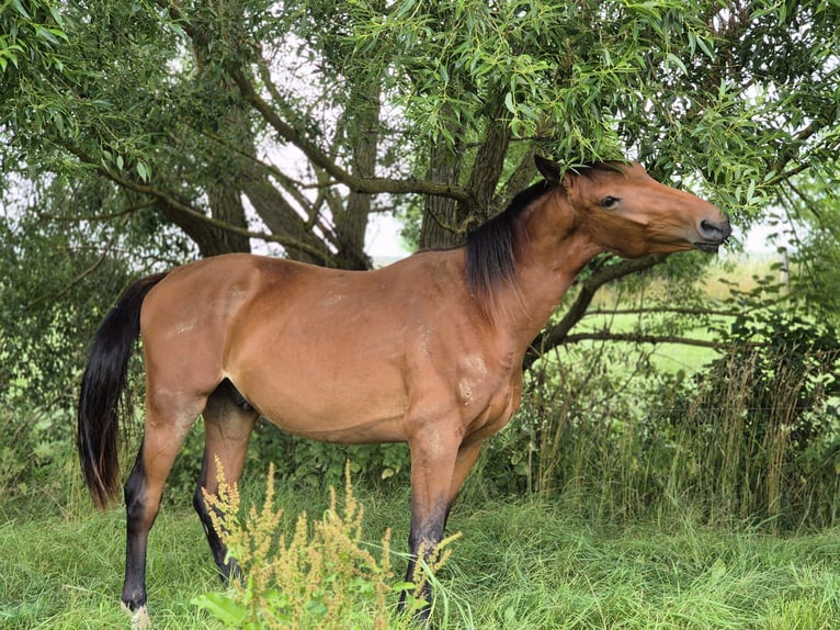 Hanoverian Gelding 3 years 16.1 hh Brown in Gleichen