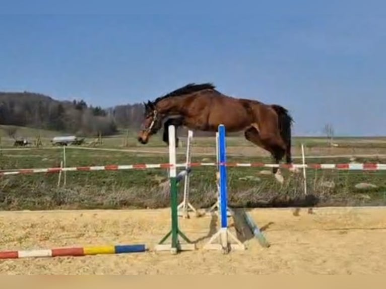 Hanoverian Gelding 3 years 16.1 hh Brown in Gleichen