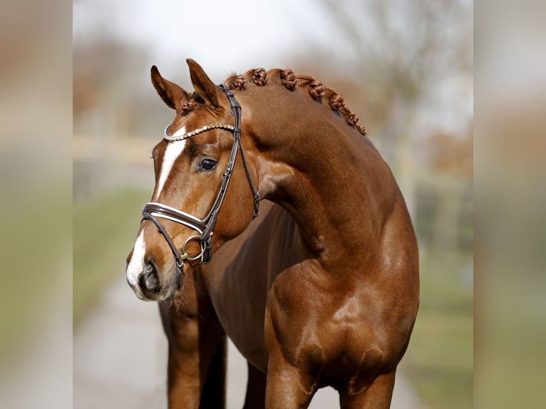 Hanoverian Gelding 3 years 16.1 hh Chestnut in Diepholz