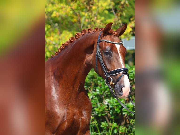 Hanoverian Gelding 3 years 16,1 hh Chestnut in Selsingen