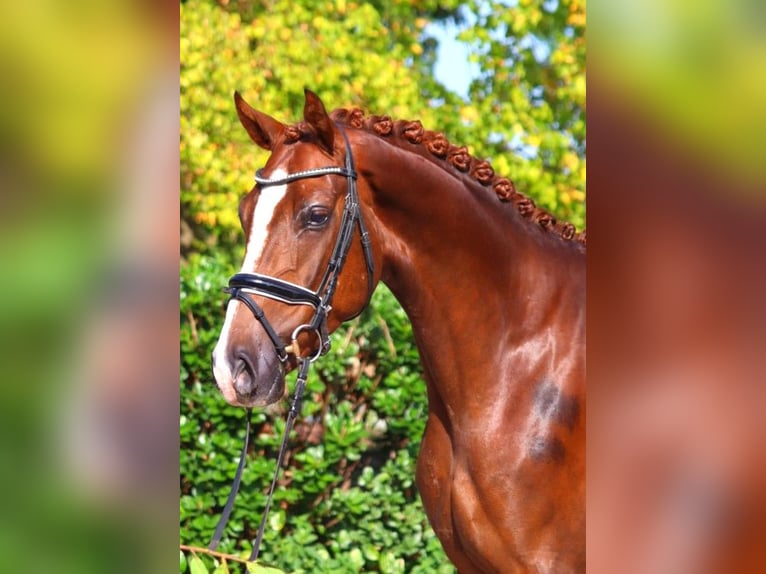 Hanoverian Gelding 3 years 16,1 hh Chestnut in Selsingen