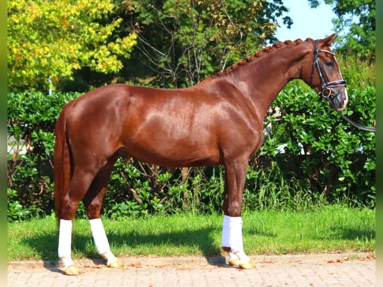 Hanoverian Gelding 3 years 16,1 hh Chestnut in Selsingen