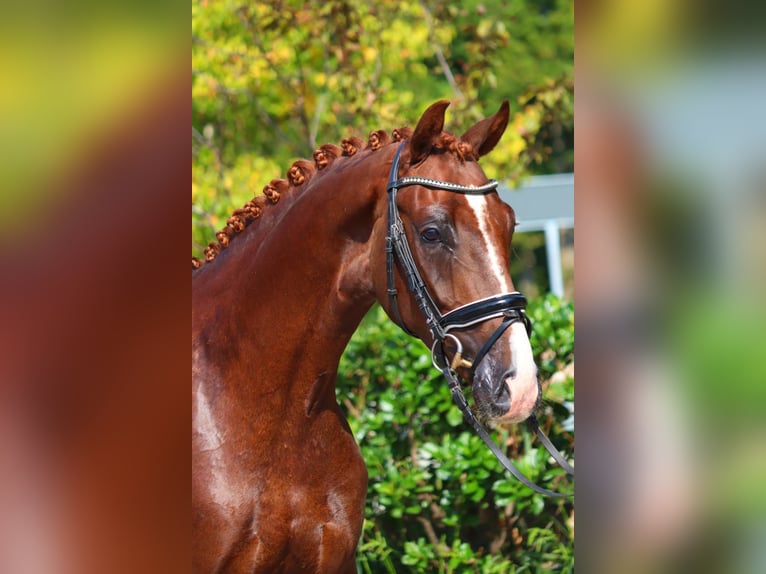 Hanoverian Gelding 3 years 16,1 hh Chestnut in Selsingen