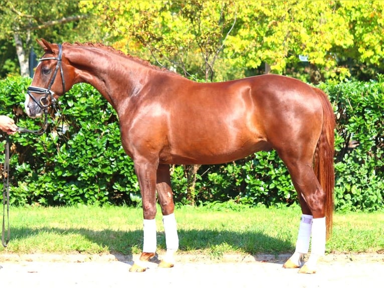 Hanoverian Gelding 3 years 16,1 hh Chestnut in Selsingen