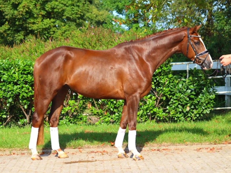 Hanoverian Gelding 3 years 16,1 hh Chestnut in Selsingen