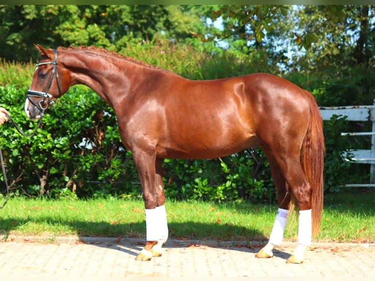 Hanoverian Gelding 3 years 16,1 hh Chestnut in Selsingen