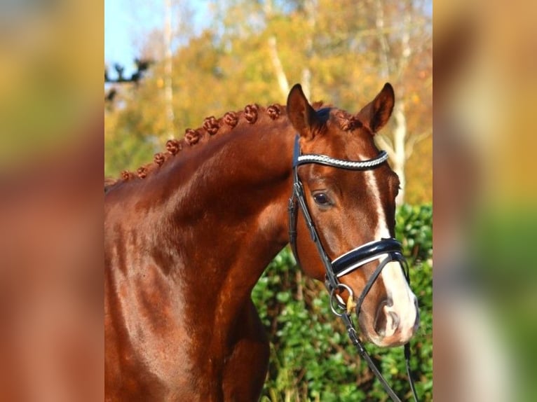 Hanoverian Gelding 3 years 16,1 hh Chestnut in Selsingen