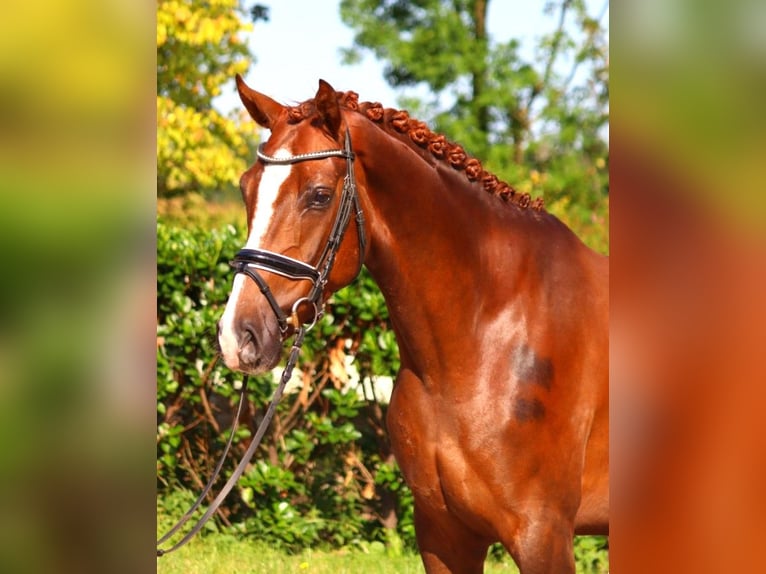 Hanoverian Gelding 3 years 16,1 hh Chestnut in Selsingen