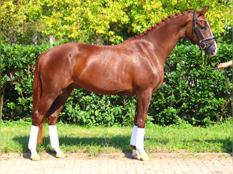 Hanoverian Gelding 3 years 16,1 hh Chestnut in Selsingen