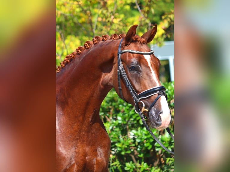 Hanoverian Gelding 3 years 16,1 hh Chestnut in Selsingen