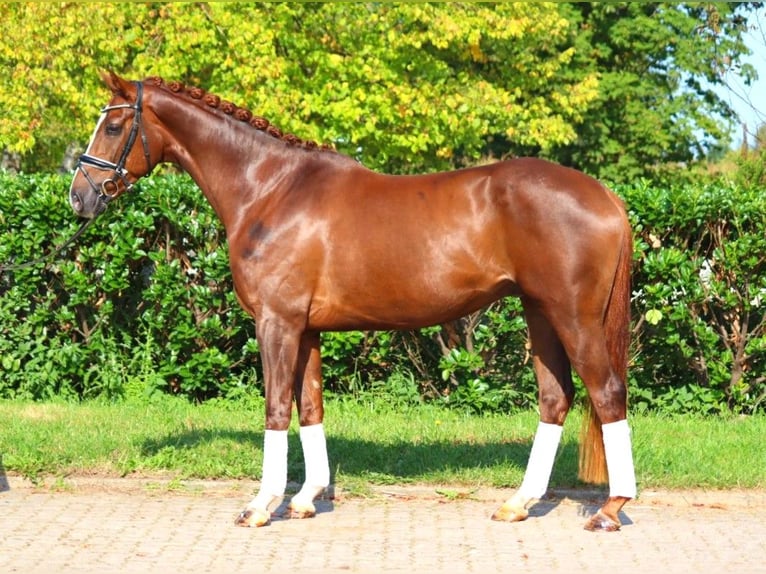 Hanoverian Gelding 3 years 16,1 hh Chestnut in Selsingen