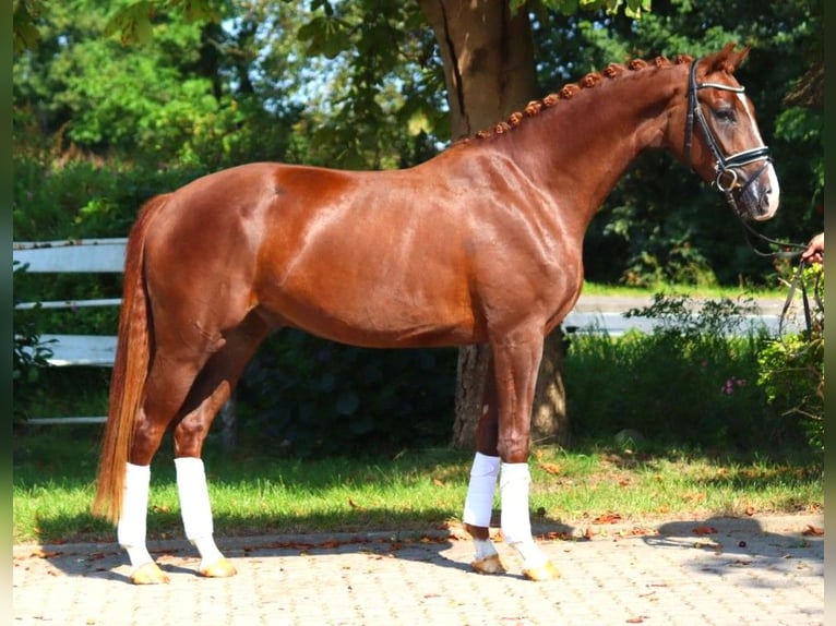 Hanoverian Gelding 3 years 16,1 hh Chestnut in Selsingen