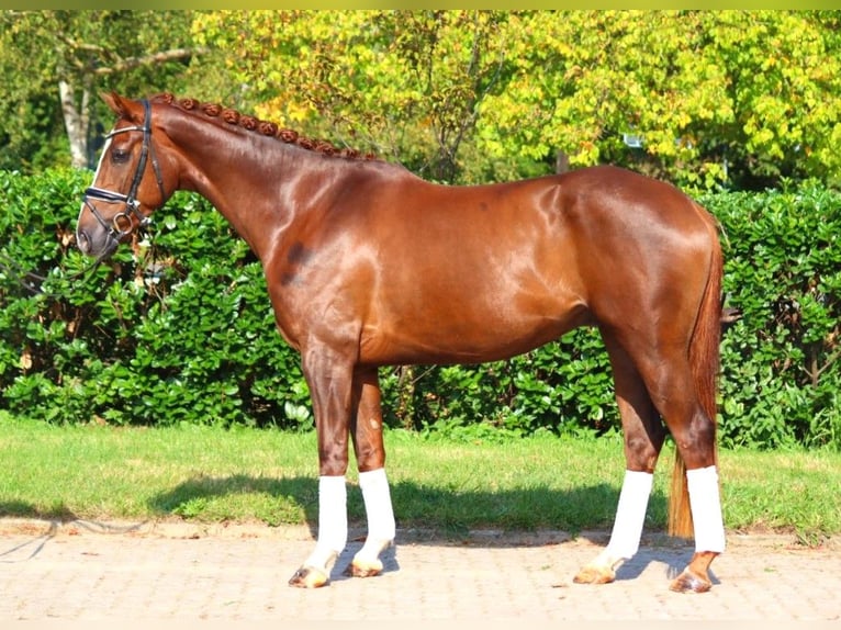 Hanoverian Gelding 3 years 16,1 hh Chestnut in Selsingen