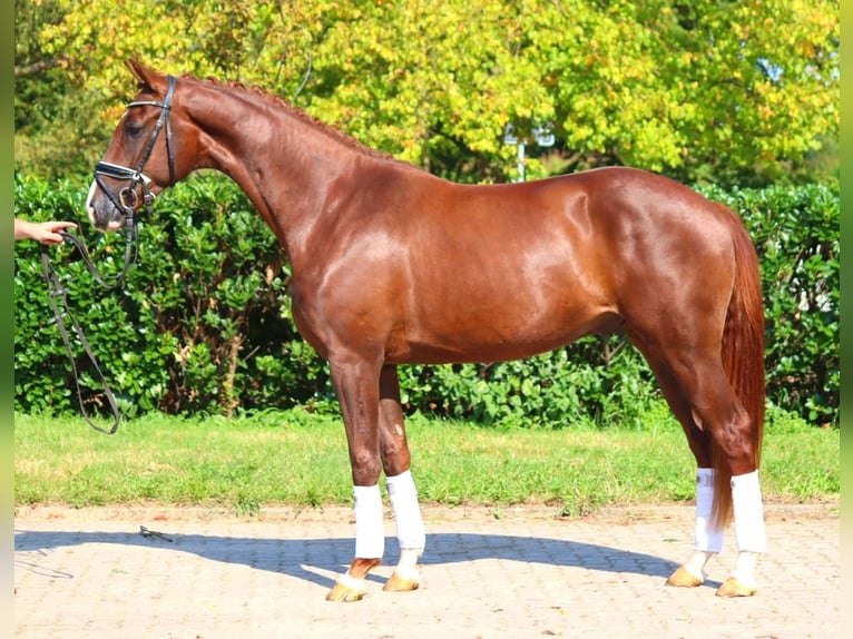 Hanoverian Gelding 3 years 16,1 hh Chestnut in Selsingen