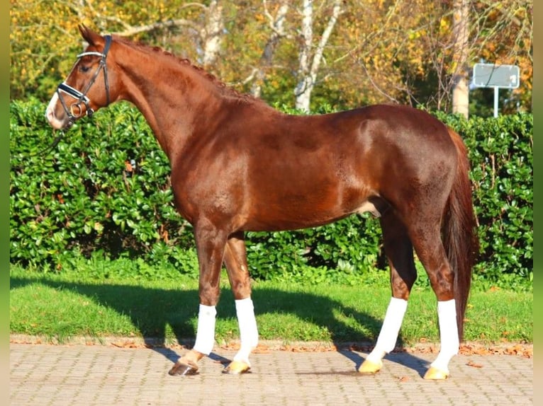 Hanoverian Gelding 3 years 16,1 hh Chestnut in Selsingen