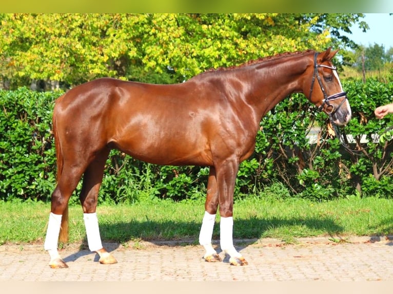 Hanoverian Gelding 3 years 16,1 hh Chestnut in Selsingen