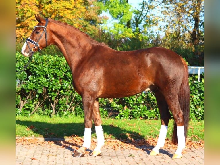 Hanoverian Gelding 3 years 16,1 hh Chestnut in Selsingen