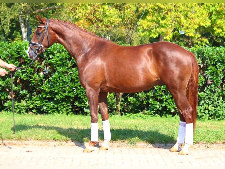 Hanoverian Gelding 3 years 16,1 hh Chestnut in Selsingen