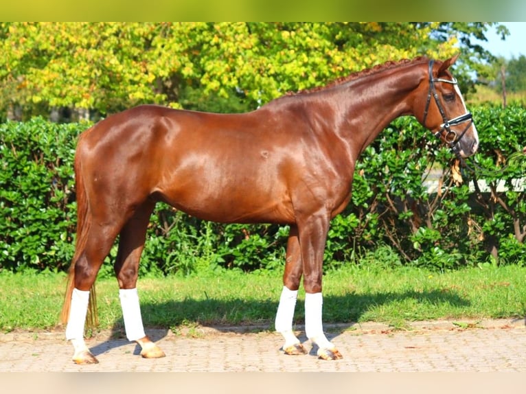 Hanoverian Gelding 3 years 16,1 hh Chestnut in Selsingen