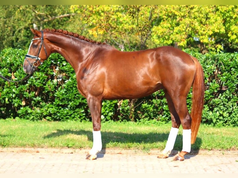 Hanoverian Gelding 3 years 16,1 hh Chestnut in Selsingen