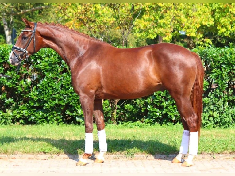 Hanoverian Gelding 3 years 16,1 hh Chestnut in Selsingen