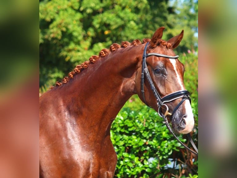 Hanoverian Gelding 3 years 16,1 hh Chestnut in Selsingen