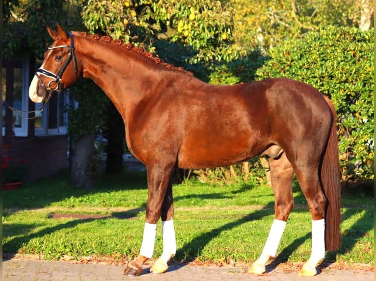 Hanoverian Gelding 3 years 16,1 hh Chestnut in Selsingen