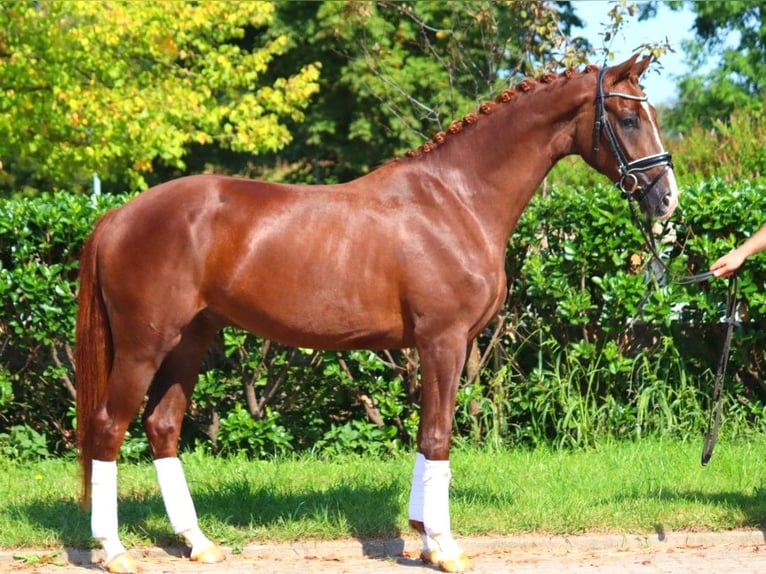 Hanoverian Gelding 3 years 16,1 hh Chestnut in Selsingen