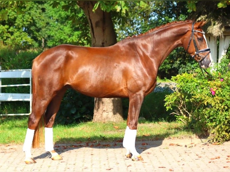 Hanoverian Gelding 3 years 16,1 hh Chestnut in Selsingen