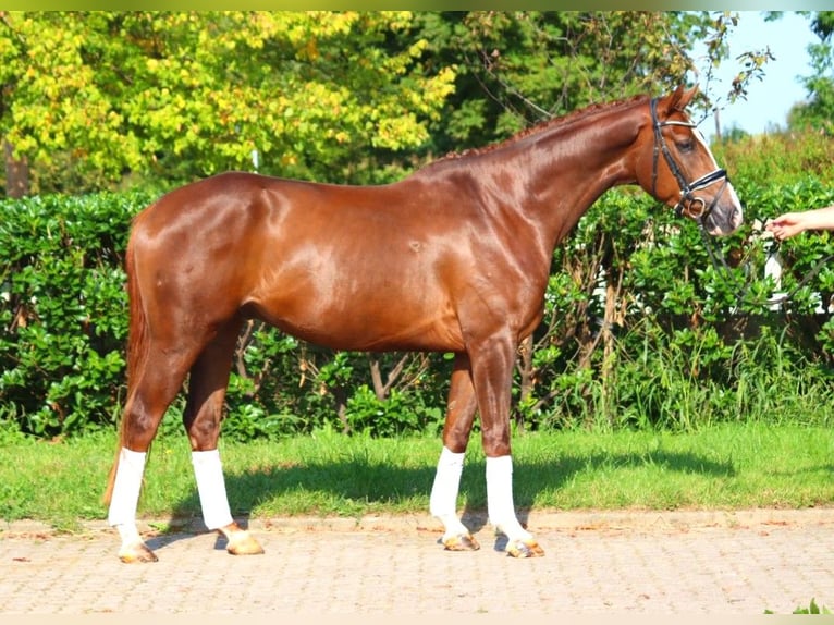 Hanoverian Gelding 3 years 16,1 hh Chestnut in Selsingen