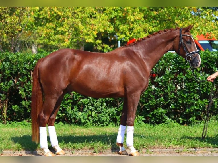 Hanoverian Gelding 3 years 16,1 hh Chestnut in Selsingen