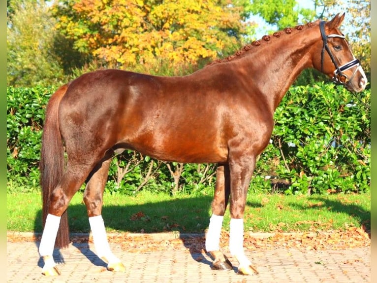 Hanoverian Gelding 3 years 16,1 hh Chestnut in Selsingen