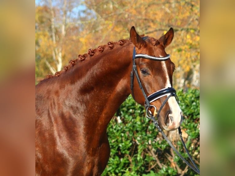 Hanoverian Gelding 3 years 16,1 hh Chestnut in Selsingen