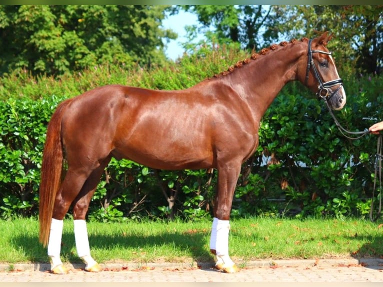 Hanoverian Gelding 3 years 16,1 hh Chestnut in Selsingen