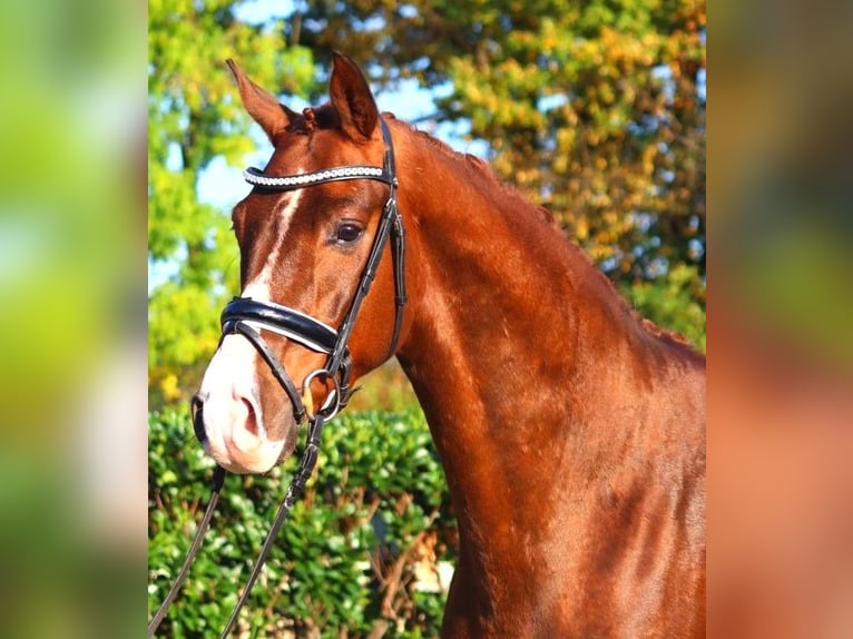 Hanoverian Gelding 3 years 16,1 hh Chestnut in Selsingen