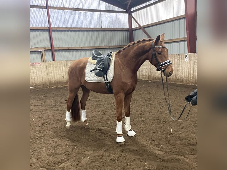 Hanoverian Gelding 3 years 16,1 hh Chestnut-Red in Kirchlinteln