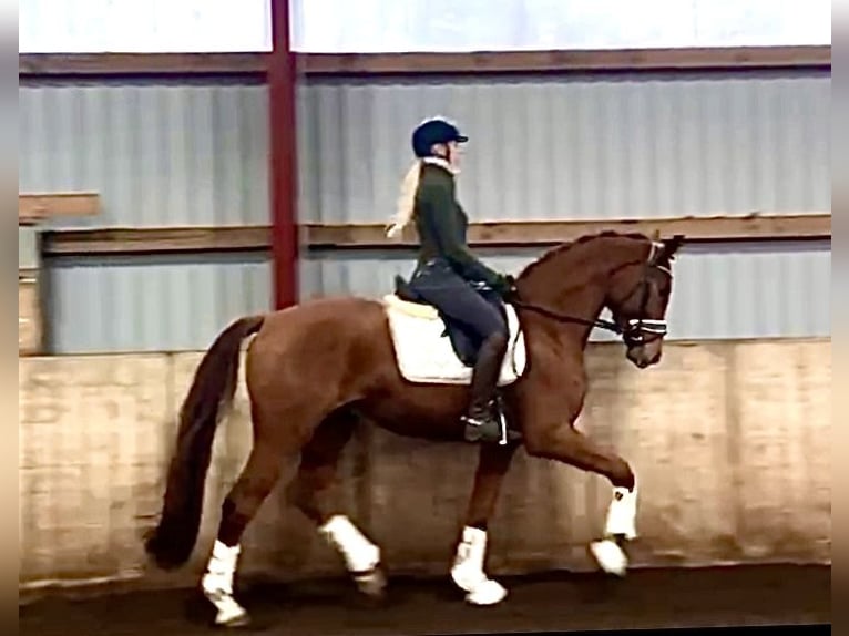 Hanoverian Gelding 3 years 16,1 hh Chestnut-Red in Kirchlinteln