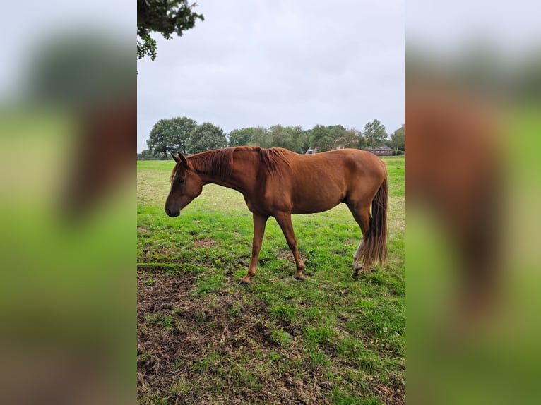 Hanoverian Gelding 3 years 16.1 hh Chestnut-Red in Wiesmoor