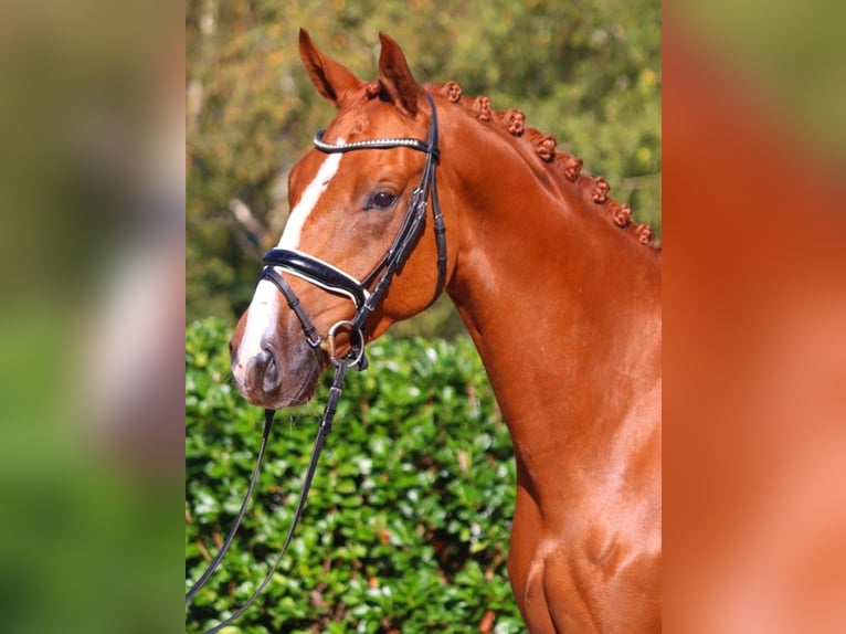 Hanoverian Gelding 3 years 16,1 hh Chestnut-Red in Selsingen