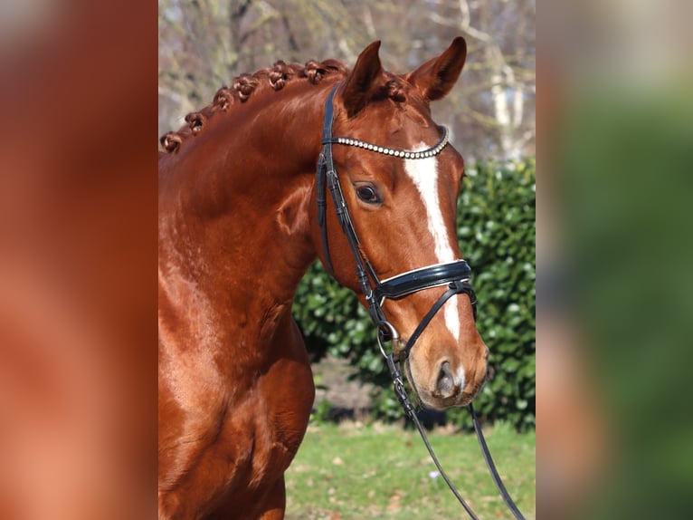 Hanoverian Gelding 3 years 16.1 hh Chestnut-Red in Selsingen