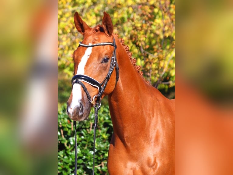 Hanoverian Gelding 3 years 16,1 hh Chestnut-Red in Selsingen