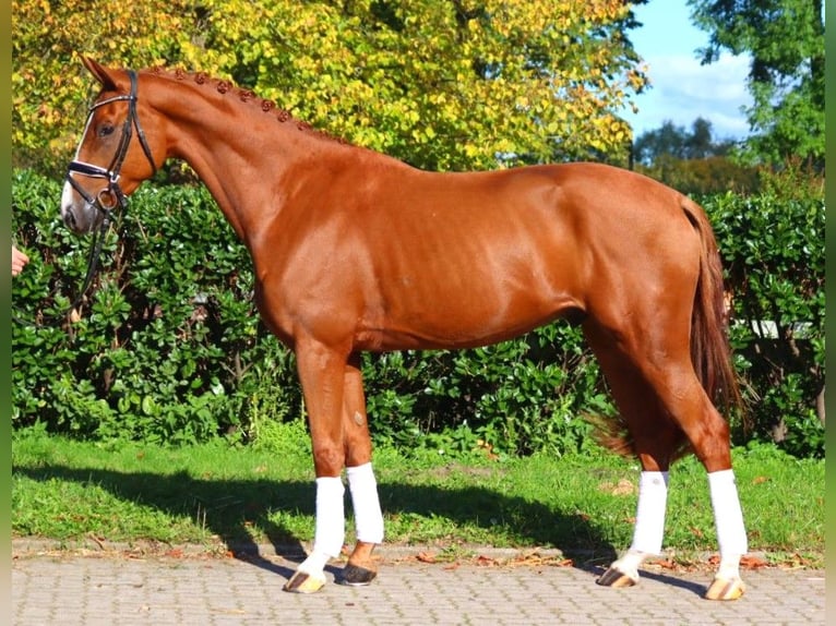 Hanoverian Gelding 3 years 16,1 hh Chestnut-Red in Selsingen