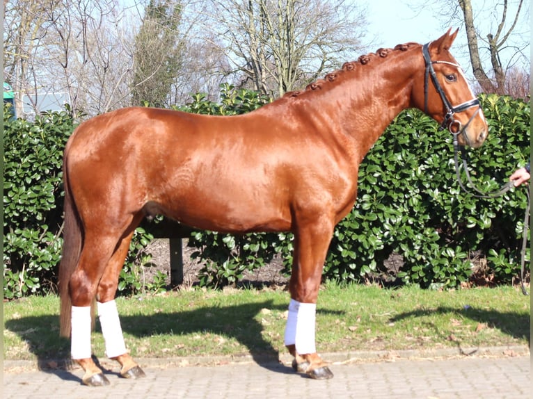 Hanoverian Gelding 3 years 16.1 hh Chestnut-Red in Selsingen